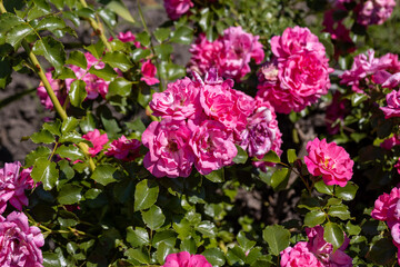 Many flowers of a purple twisting rose. Detailed macro view. Flower on a natural background, sunlight.