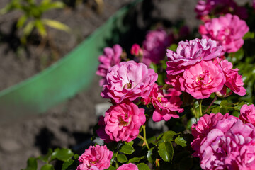 Many flowers of a purple twisting rose. Detailed macro view. Flower on a natural background, sunlight.