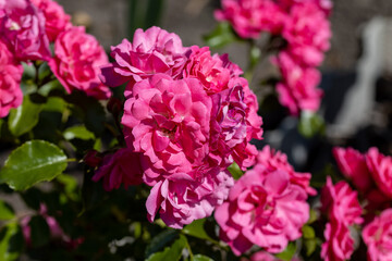 Many flowers of a purple twisting rose. Detailed macro view. Flower on a natural background, sunlight.