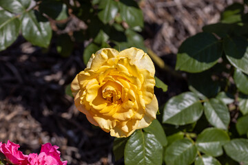Yellow rose flower. Detailed macro view. Flower on a natural background, soft light.