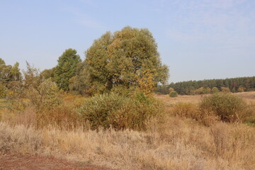 Fototapeta premium trees in autumn