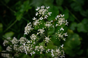 Irish Wildflower Vegetation Closeup.