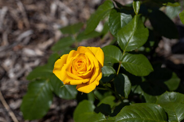 Yellow rose flower. Detailed macro view. Flower on a natural background, soft light.