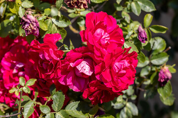 Many flowers of a red twisting rose. Detailed macro view. Flower on a natural background, soft light.