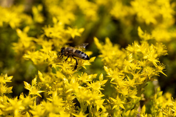 Bee on yellow garden flowers. Detailed macro view. Flower on a yellow natural background, bright sunlight.