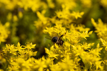 Bee on yellow garden flowers. Detailed macro view. Flower on a yellow natural background, bright sunlight.