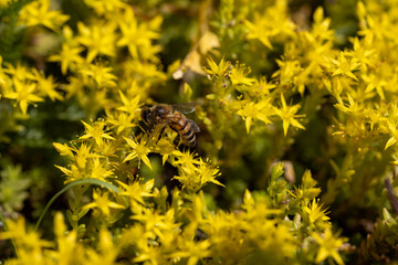 Bee on yellow garden flowers. Detailed macro view. Flower on a yellow natural background, bright sunlight.