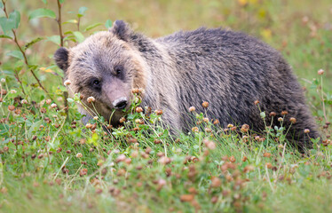 Fototapeta premium Grizzly bear in the wild