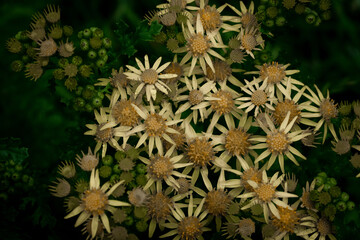Yellow Ragwort Wild Flower Macro