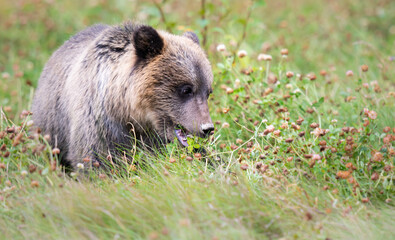 Grizzly bear in the wild