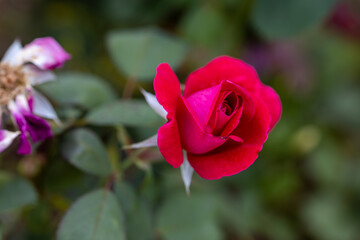Red rose flower. Detailed macro view. Flower on a natural background, soft light.