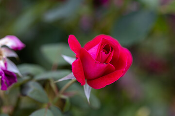 Red rose flower. Detailed macro view. Flower on a natural background, soft light.