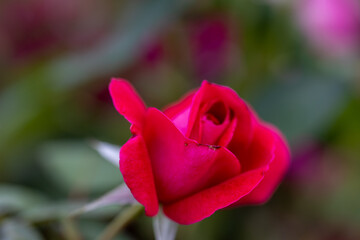 Red rose flower. Detailed macro view. Flower on a natural background, soft light.