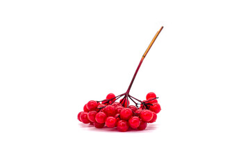branch of viburnum on a white background, isolate