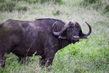Fototapeta na wymiar A lonely African Buffalo (Syncerus caffer) on the grass in Kruger National Park, South Africa.