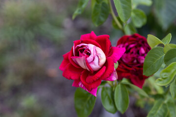 Red rose flower. Detailed macro view. Flower on a natural background, soft light.