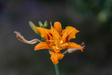 Fototapeta na wymiar Orange lily flower. Detailed macro view. Flower on a natural background, soft light.