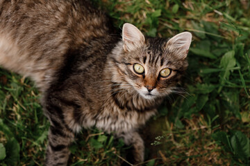 Fototapeta premium cat lying on the grass. gray cat with beautiful eyes.