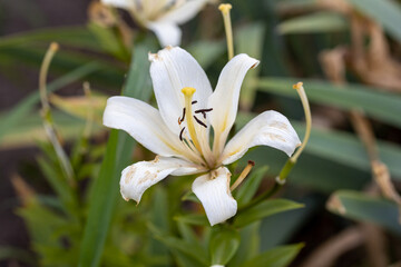 White lily flower. Detailed macro view. Flower on a natural background, soft light.