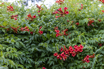 Trumpet creeper flowers against green leaves background. Detailed macro view. Flower on a natural background.