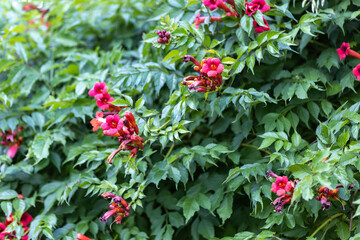 Trumpet creeper flowers against green leaves background. Detailed macro view. Flower on a natural...