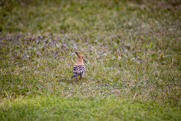 Bird hoopoe on green grass. Cloudy day.