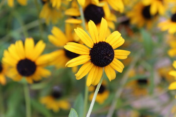 Sunflowers