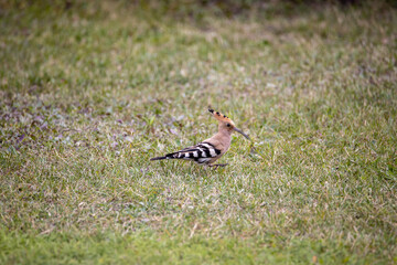 Bird hoopoe on green grass. Cloudy day.