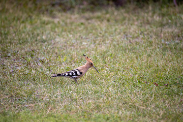 Bird hoopoe on green grass. Cloudy day.