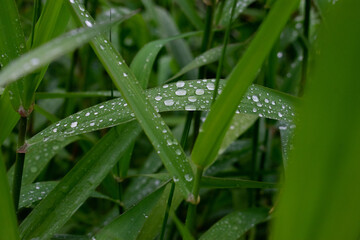 Water Droplets on Plant Reeds Macro