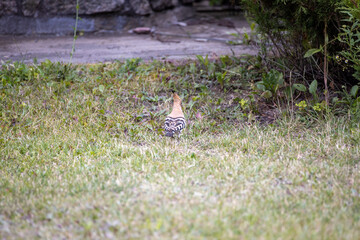 Bird hoopoe on green grass. Cloudy day.