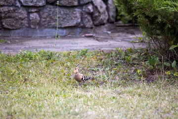 Bird hoopoe on green grass. Cloudy day.