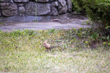 Bird hoopoe on green grass. Cloudy day.