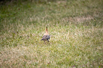 Bird hoopoe on green grass. Cloudy day.