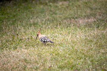 Bird hoopoe on green grass. Cloudy day.