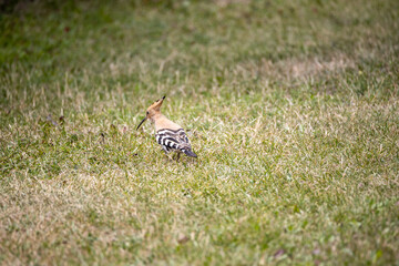 Bird hoopoe on green grass. Cloudy day.