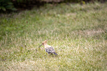 Bird hoopoe on green grass. Cloudy day.