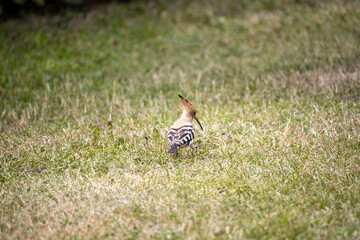 Bird hoopoe on green grass. Cloudy day.