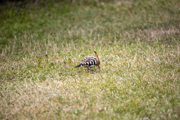 Bird hoopoe on green grass. Cloudy day.