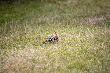 Bird hoopoe on green grass. Cloudy day.