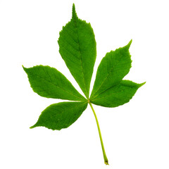 Horse-chestnut young leaf isolated on white background, top view. The palmate green  leaf of Aesculus hippocastanum close up