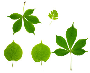 Green young leaves set isolated on white.Green leaves of Tilia platyphyllos tree (largeleaf linden, large-leaved lime), horse-chestnut leaves and yellow acacia (caragana arborescens) leaf close up
