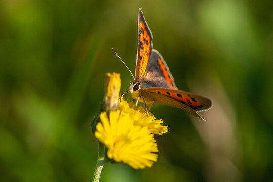 Close-up alpine orange beautiful butterfly with bright and colourful wings and big eyes on yellow flower of wall hawkweed on green background