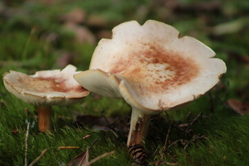 mushroom in the grass