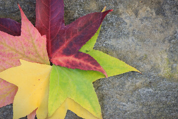 Fototapeta premium Top view of multicolored leaves on stone background in autumn. Close up green, yellow, pink and red leaves with star shape on ground.