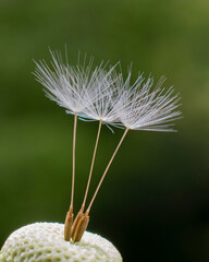 Dandelion seeds