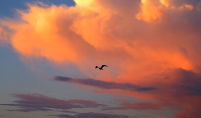 Photo a beautiful pink large cloud
