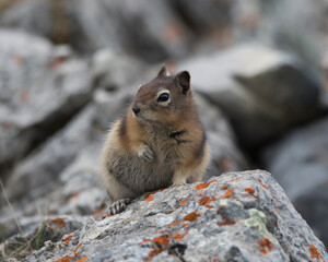 Ground squirrel