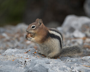 Ground squirrel with nut