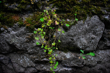 Ancient Celtic Stone Wall with Foliage